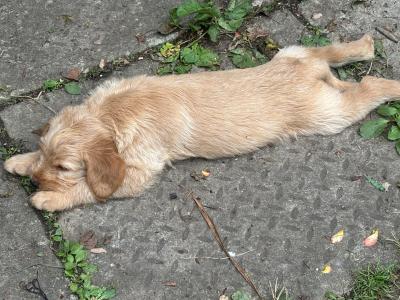 Lovely Labradoodle puppies in Westmeath