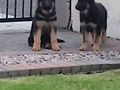 2 male German Shepherd puppies in Galway
