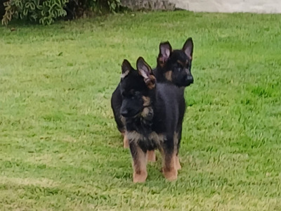 2 male German Shepherd puppies in Galway