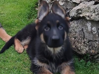 2 male German Shepherd puppies in Galway