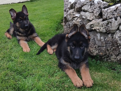 2 male German Shepherd puppies in Galway