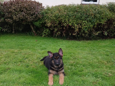2 male German Shepherd puppies in Galway