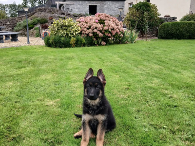2 male German Shepherd puppies in Galway
