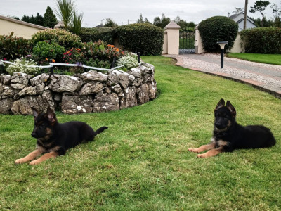 2 male German Shepherd puppies in Galway