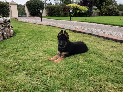 2 male German Shepherd puppies in Galway