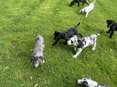 Great Dane puppies in Tipperary