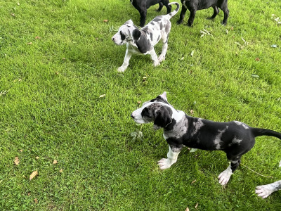 Great Dane puppies in Tipperary