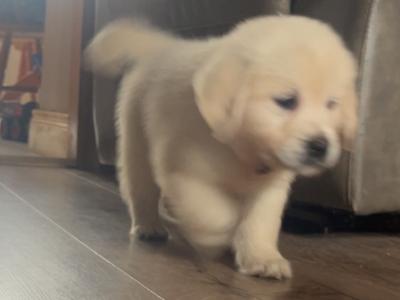 IKC Registered (pending) Purebred female Golden Retriever puppy in Clare