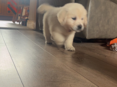 Purebred female Golden Retriever puppy in Clare