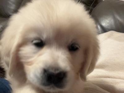Purebred female Golden Retriever puppy in Clare