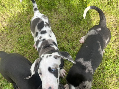 Great Dane puppies in Tipperary