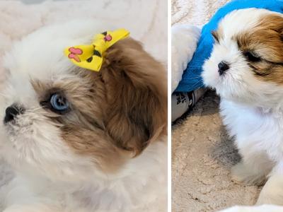 Adorable Shih Tzu Puppies – Family Raised, Vet Checked
