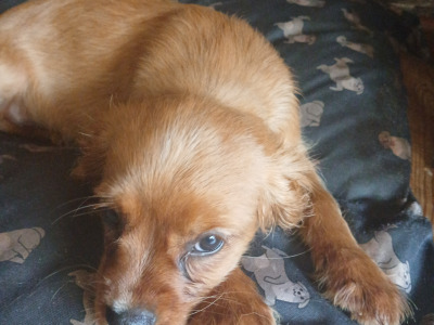 Cavalier King Charles Spaniel puppies in Offaly