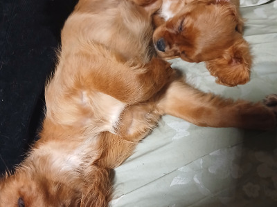 Cavalier King Charles Spaniel puppies in Offaly