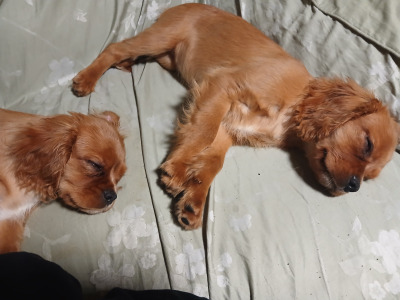 Cavalier King Charles Spaniel puppies in Offaly