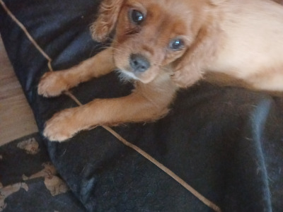 Cavalier King Charles Spaniel puppies in Offaly