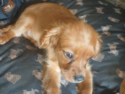 Cavalier King Charles Spaniel puppies in Offaly
