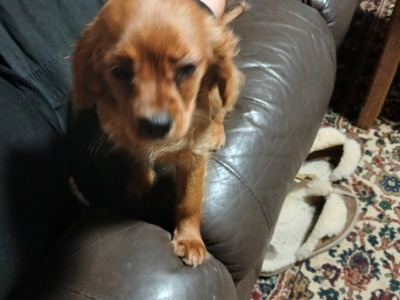 Cavalier King Charles Spaniel puppies in Offaly