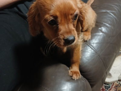 Cavalier King Charles Spaniel puppies in Offaly