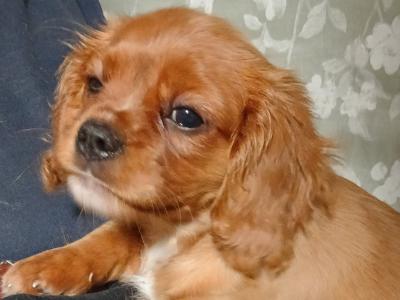 Cavalier King Charles Spaniel puppies in Offaly