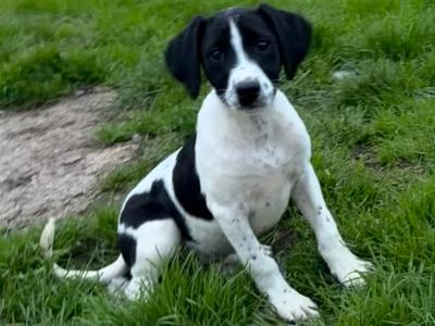 Labrador x Springer Spaniel puppies in Kildare looking for Loving homes