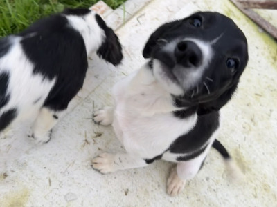 Labrador x Springer Spaniel puppies in Kildare looking for Loving homes