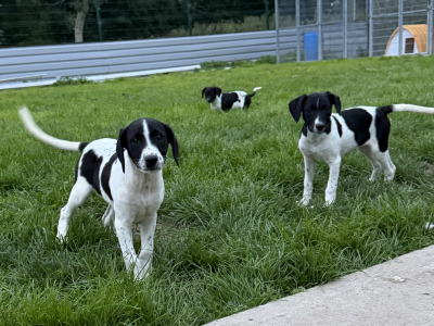 Labrador x Springer Spaniel puppies in Kildare looking for Loving homes
