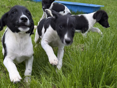 Labrador x Springer Spaniel puppies in Kildare looking for Loving homes