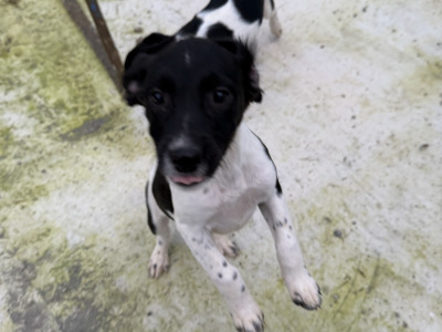 Labrador x Springer Spaniel puppies in Kildare looking for Loving homes