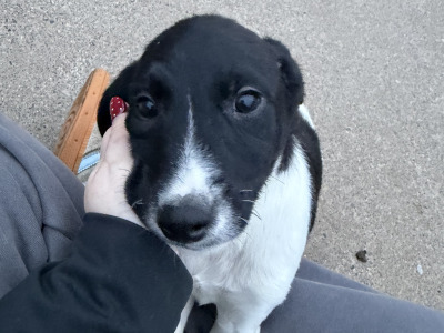 Labrador x Springer Spaniel puppies in Kildare looking for Loving homes