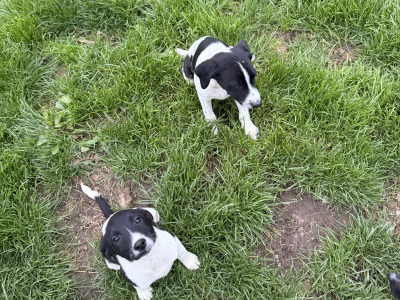 Labrador x Springer Spaniel puppies in Kildare looking for Loving homes