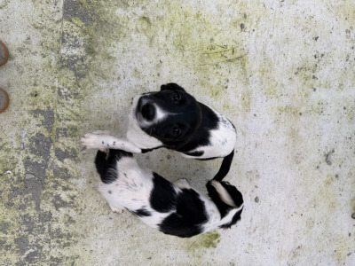 Labrador x Springer Spaniel puppies in Kildare looking for Loving homes