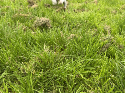Labrador x Springer Spaniel puppies in Kildare looking for Loving homes
