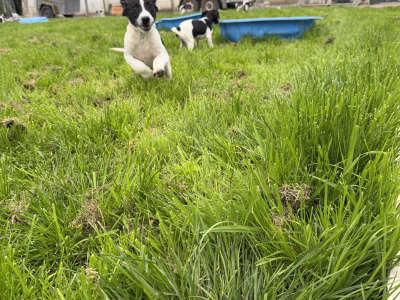 Labrador x Springer Spaniel puppies in Kildare looking for Loving homes