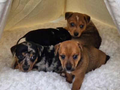 Striking Jack Russell puppies