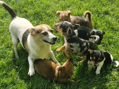 Striking Jack Russell puppies