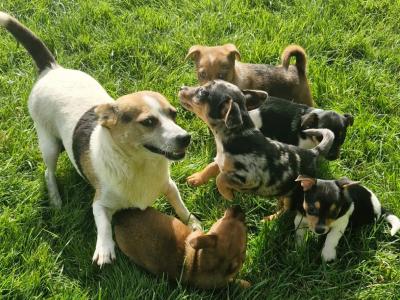 Striking Jack Russell puppies in Tipperary
