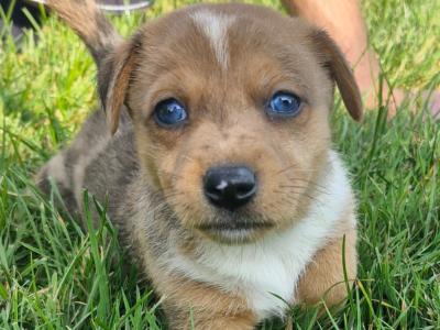 Striking Jack Russell puppies