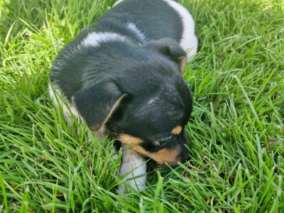 Striking Jack Russell puppies