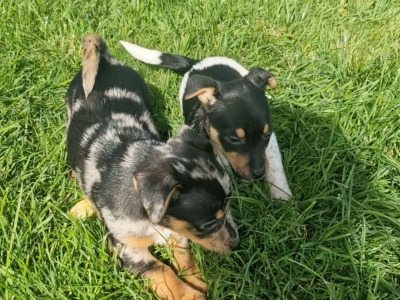Striking Jack Russell puppies