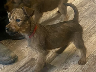 Irish Terrier for stud in Donegal