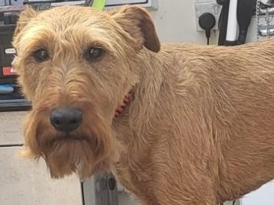 Irish Terrier for stud in Donegal