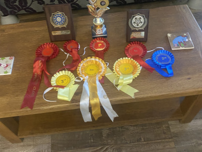 Irish Terrier for stud in Donegal