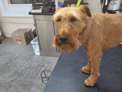 Irish Terrier for stud in Donegal