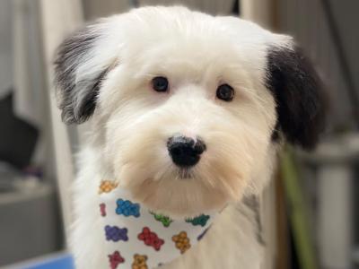 Beautiful male Old English Sheepdog in Galway