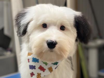 Beautiful male Old English Sheepdog puppy in Galway