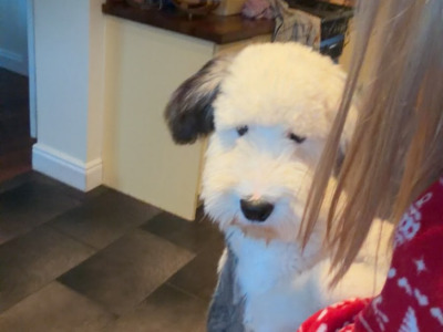 Beautiful male Old English Sheepdog in Galway