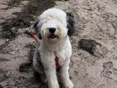 Beautiful male Old English Sheepdog in Galway