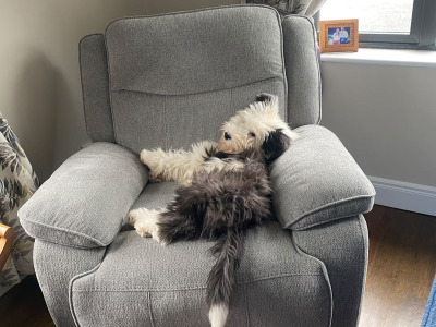 Beautiful male Old English Sheepdog in Galway