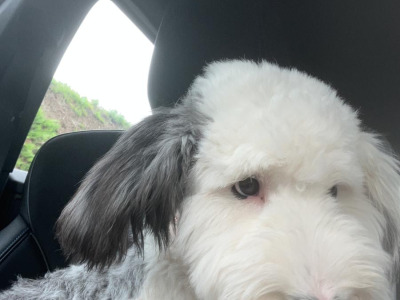 Beautiful male Old English Sheepdog in Galway